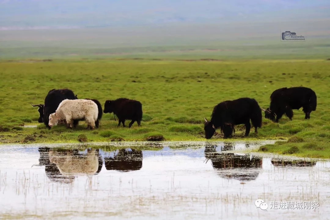 པར་མིག་ལ་བརྒྱུས་པའི་རྩྭ་ཐང་དང་གཞན་དག▶ཚེ་དབང་རིག་འཛིན་གྱི་པར་ཚོམ།