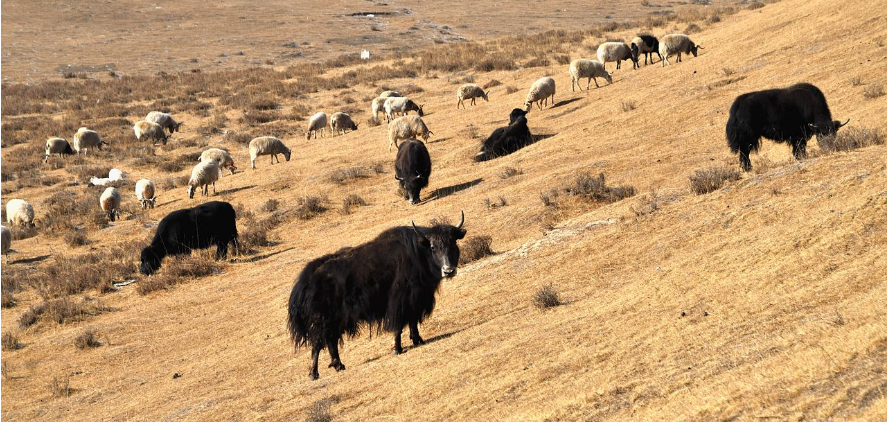 མཚོ་སྔོན་གྱིས་ཞིང་ཕྱུགས་ལས་ཀྱི་ཉེན་སྲུང་ཁྱབ་ཚད་ཇེ་ཆེར་བཏང་བ།