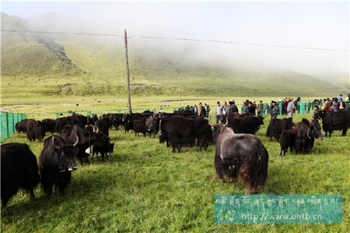 མཚོ་ལྷོ་བོད་རིགས་རང་སྐྱོང་ཁུལ་ཐུན་ཏེ་རྫོང་གིས་རྨ་ཆུའི་ནོར་གནག་རིག་གནས་དུས་ཆེན་སྐབས་དང་པོ་བསྡུས་པ།