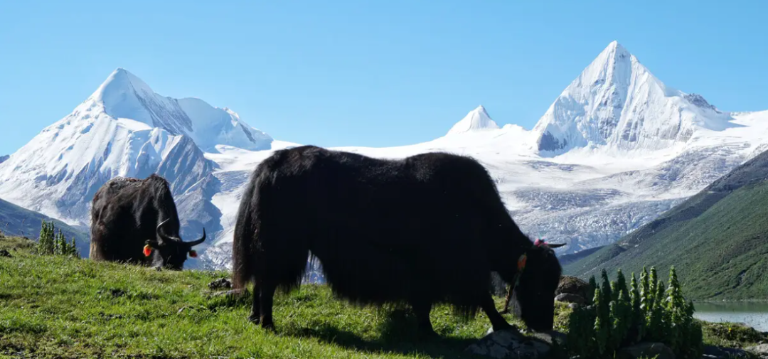 འབྲི་གཡག་ལ་ལ་དུག་མེད་པའི་གསང་བ་ཤེས་འདུག