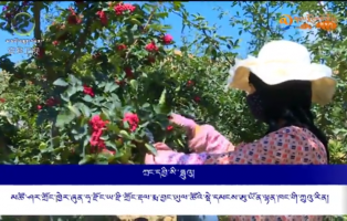 ཞུན་ཧྭ་རྫོང་གི་གཡེར་མར་ལོ་ལེགས་བྱུང་སྟེ་མང་ཚོགས་ཀྱི་ཡོང་སྒོ་ཇེ་མང་དུ་སོང་།