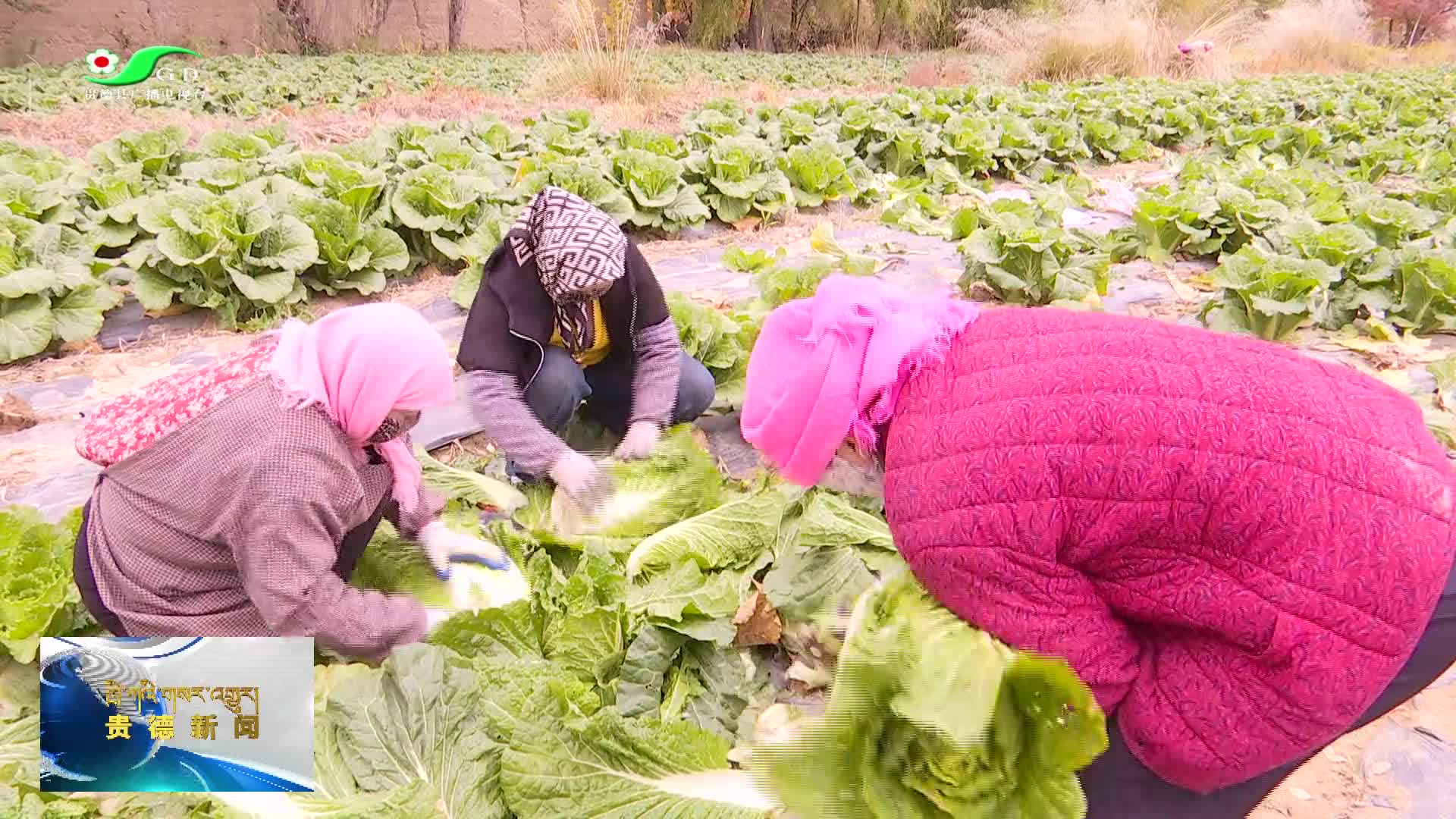ཚོད་དཀར་དང་ལ་ཕུག་གིས་ཆུ་ཤར་ཡུལ་ཚོ་ཚལ་མཐའ་སྡེ་མིའི་དངུལ་ཁུག་ཇེ་མཐུག་ཏུ་བཏང་།