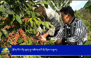 གྲོག་རོང་གི་ཕུག་ཏུ་འཚིག་ཇའི་དྲི་ཞིམ་འཐུལ།