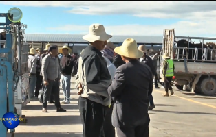 “ལག་དངུལ་སྤྲོད་པ”ནས“དངུལ་བྱང་གཅིག་ཆོད”བར་ཧི་ནན་རྫོང་གི་ཕྱུགས་ཟོག་ཉོ་ཚོང་འདུ་འགྲེམས་ལྟེ་གནས་ཀྱི་ཉོ་ཚོང་ཤིན་ཏུ་བྲིན།