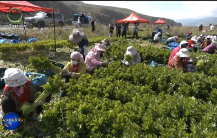 མཚོ་ལྷོ་བོད་རིགས་རང་སྐྱོང་ཁུལ་ཁྲི་ཀ་རྫོང་ཀབ་རོན་གཞོང་ཞང་དུ་ལྕ་ཚལ་བསྡུ་ལེན་བྱེད་པའི་དུས་སུ་སླེབས།