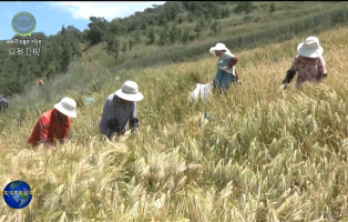 ཀན་ལྷོ་བོད་རིགས་རང་སྐྱོང་ཁུལ་བ་ཙེ་རྫོང་ས་མཐོའི་ལྗང་མདོག་བཟའ་བཅའ་བཟོ་གྲྭས་ནས་ཀྱི་ཁྱད་ལྡན་ཐོན་ལས་དམ་འཛིན་ཤུགས་ཆེན་བྱས།