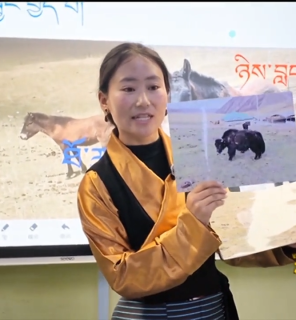 མེ་ཏོག་གངས་ལྷ། [2026-08-20]